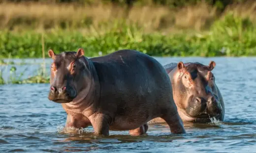 Polémica nacional por anuncio del inicio del proceso de eutanasia de hipopótamos en el segundo semestre de 2026